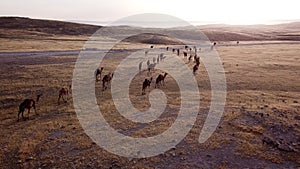 Camel big heard at desert.