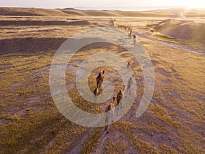 Camel big heard at desert.