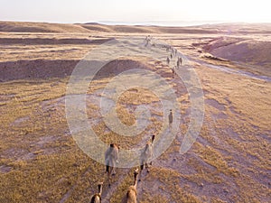 Camel big heard at desert.