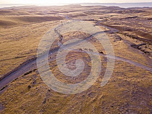 Camel big heard at desert.