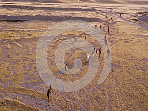 Camel big heard at desert.