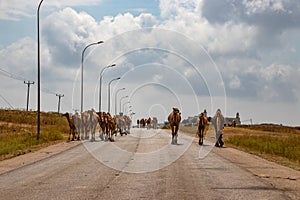 Camel blocking road near Salalah in Oman