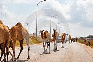 Camel blocking road near Salalah in Oman