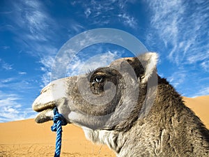 Camel with blue eyes