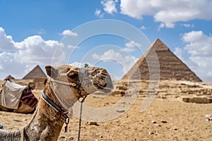 Camel on blurred pyramid background in the desert. Concept of travel, vacation and adventure