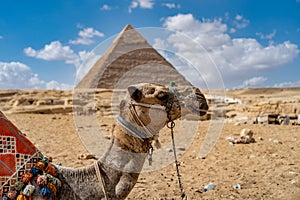 Camel on blurred pyramid background in the desert. concept of travel, vacation and tourism
