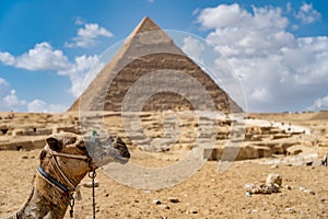 Camel on blurred pyramid background in the desert. concept of travel, vacation and tourism