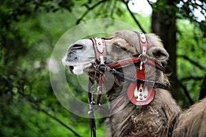 Camel with bridle.