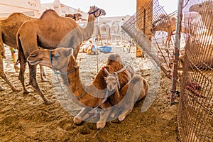 Camel cage at the Animal Market in Al Ain, U photo