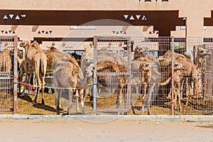 Camel cages at the Animal Market in Al Ain, U photo