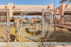 Camel cages at the Animal Market in Al Ain, U photo