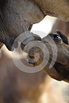 Camel Calf