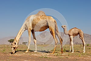 Camel and Calf