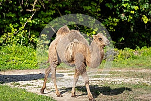 Camel Calve in motion wildlife photo photo