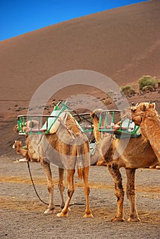 Camel camels with saddle seat for two persons in dessert for tourist ride, Timanfaya National Park Lanzarote Canary Islands, Spain