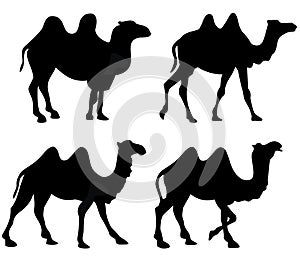 Camel Camels Silhouette Isolated