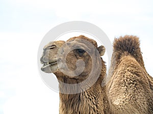 Camel Camelus bactrianus with funny expression isolated on whi