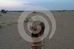 A Camel,  Camelus dromedarius, looking at the horizon at sand dunes of Thar desert, Rajasthan, India. Camel riding is a favourite