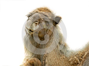 Camel portrait isolated on white background
