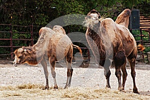 Camel (Camelus ferus bactrianus)