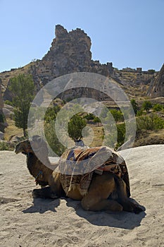 Camel in Cappadocia