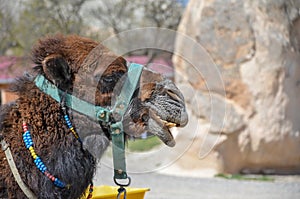 Camel in the Cappadocia in Turkey