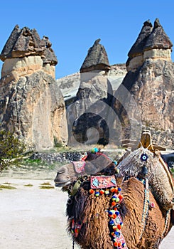 Camel in Cappadocia, Turkey