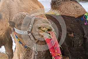 Camel Cappadocia, Turkey. Entertainment and leisure Cappadocia Turkey.