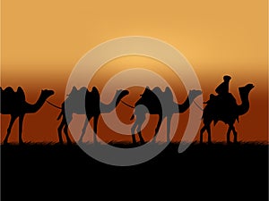 Camel caravan