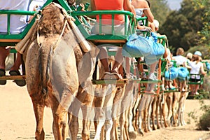 Camel caravan