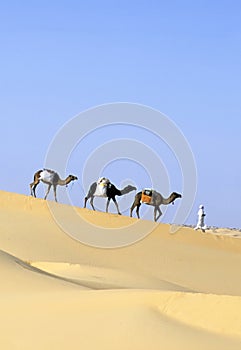 CAMEL caravan