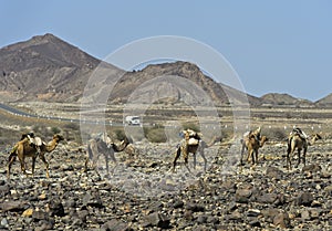Camel caravan of the Afar nomads