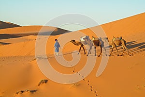 Camel caravan in Africa sand desert dunes