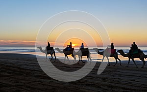 Camel caravan at beach at sunset Essaouira