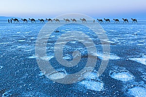 Camel caravan blue twilight sunset over salt flats