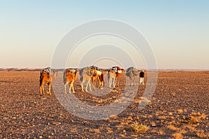 Camel caravan on the desert