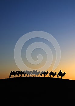 Camel caravan in the desert dawn