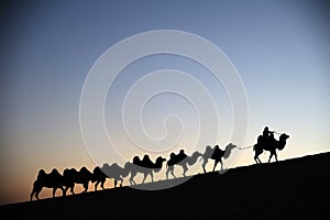 Camel caravan in the desert dawn