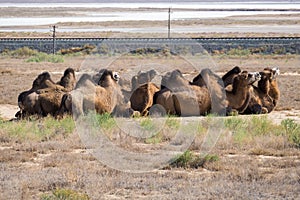 Camel caravan in desert landscape