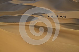 Camel caravan with drover among sand dunes