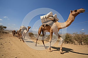 Camel caravan in Ethiopia - Afar Region