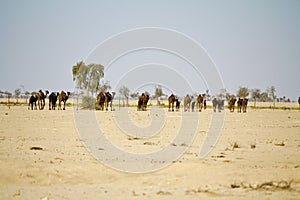 Camel caravan going through the desert