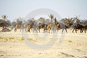 Camel caravan going through the desert