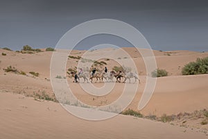 Camel caravan going through the desert, Inner Mongolia, China