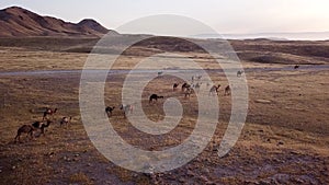Camel caravan going through the sand dunes in the Desert.