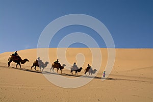 Camel caravan