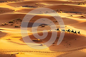 Camel Caravan photo