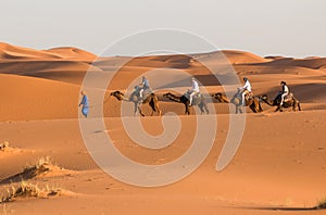 Camel caravan going through the sand dunes in the Sahara Desert. Morocco Africa. Beautiful sand dunes in the Sahara