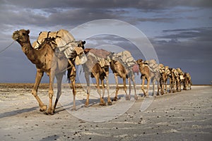 Camel caravan at lake Karoum