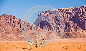Camel caravan in majestic Wadi Rum